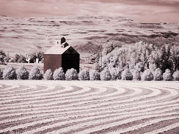 USA, Washington State, Palouse. Harvest lies in field with barn