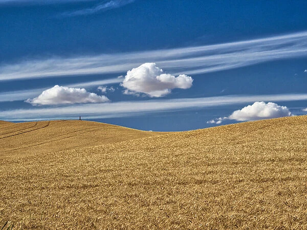USA, Washington State, Palouse. Large clouds over fields of wheat at harvest