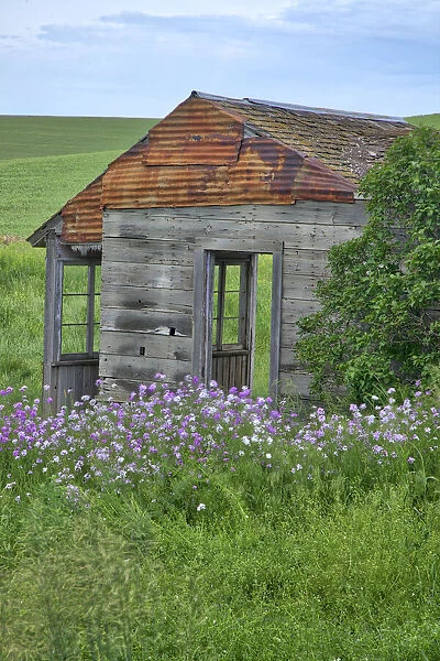 USA, Washington State, Palouse. Old abandoned house surrounded by wildflowers