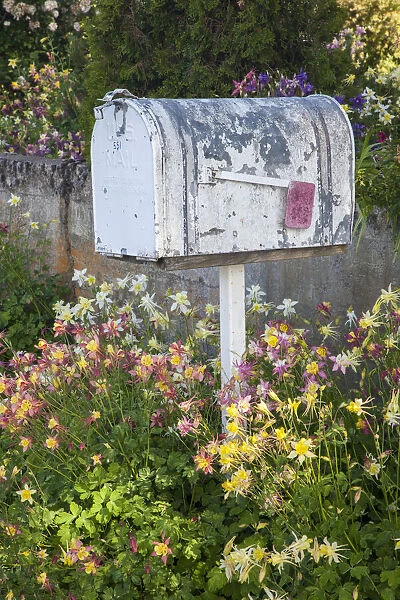 USA, Washington State, Palouse. Old mailbox surrounded by columbine wildflowers