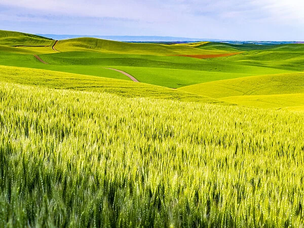 USA, Washington State, Palouse overview of wheat fields from above