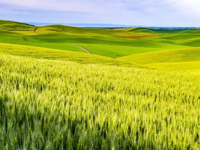 Framed Print : USA, Washington State, Palouse overview of wheat fields from above Framed Print : USA, Washington State, Palouse overview of wheat fields from above