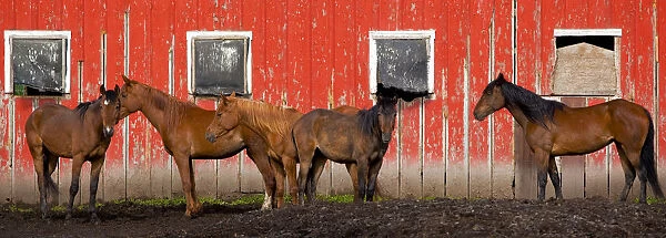 USA, Washington State, Palouse. Panoramic of horses next to red barn