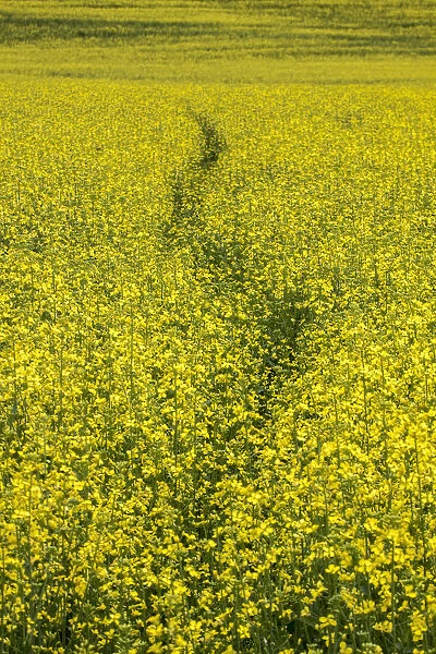 USA, Washington State, Palouse. Path running through a field of yellow canola