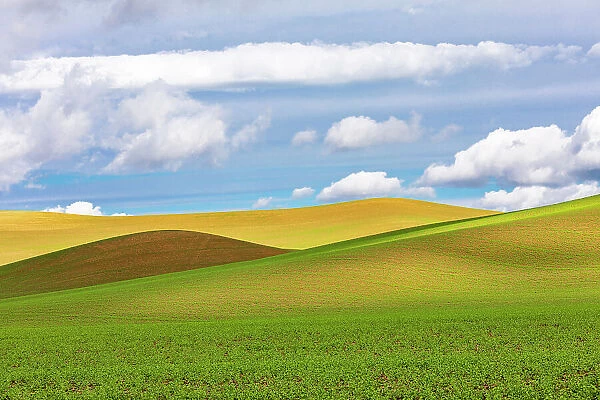 USA, Washington State, Palouse. Pullman Rolling fields of wheat