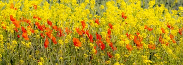Framed Print : USA, Washington State, Palouse red poppies and yellow canola Framed Print : USA, Washington State, Palouse red poppies and yellow canola