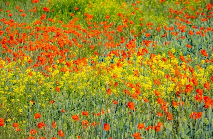 Framed Print : USA, Washington State, Palouse red poppies and yellow canola Framed Print : USA, Washington State, Palouse red poppies and yellow canola