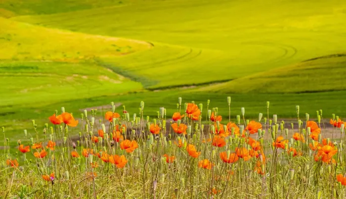 Framed Print : USA, Washington State, Palouse red poppies and yellow canola with landscape of wheat fields Framed Print : USA, Washington State, Palouse red poppies and yellow canola with landscape of wheat fields