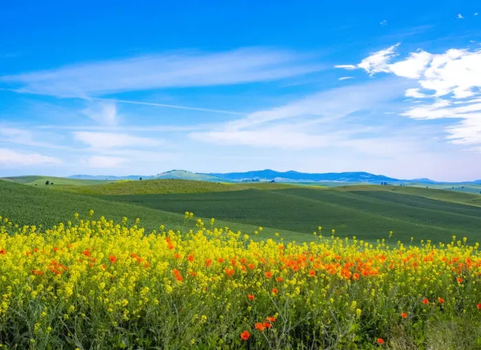 Framed Print : USA, Washington State, Palouse red poppies and yellow canola with landscape of wheat fields Framed Print : USA, Washington State, Palouse red poppies and yellow canola with landscape of wheat fields