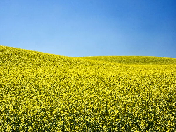 USA, Washington State, Palouse Region. Spring Canola field