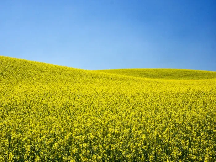 Framed Print : USA, Washington State, Palouse Region. Spring Canola field