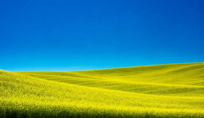 Framed Print : USA, Washington State, Palouse Region. Spring Canola field Framed Print : USA, Washington State, Palouse Region. Spring Canola field