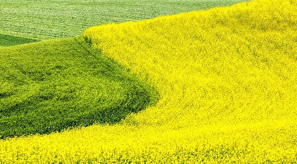 USA, Washington State, Palouse Region. Curve in canola and wheat fields in Spring