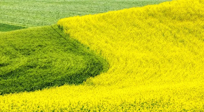 Framed Print : USA, Washington State, Palouse Region. Curve in canola and wheat fields in Spring