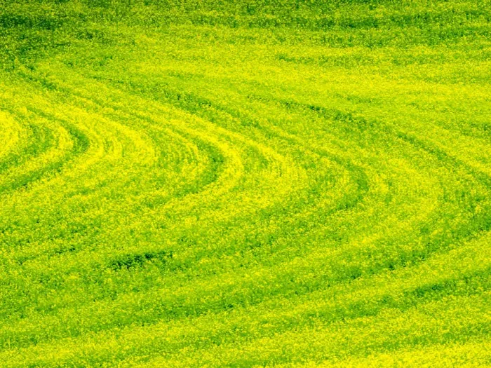 Framed Print : USA, Washington State, Palouse Region. Patterns in Spring Canola field