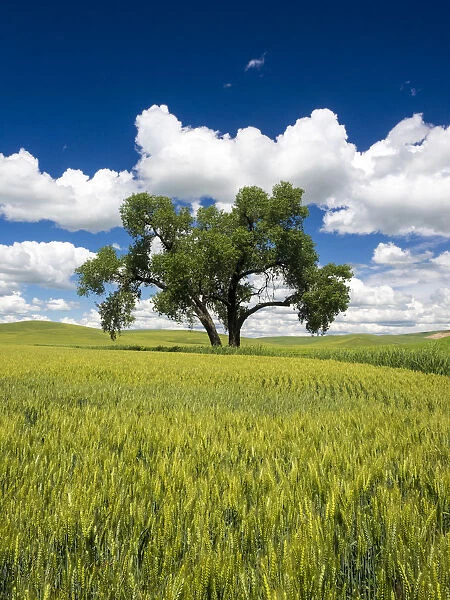 USA, Washington State, Palouse Region. Lone old oak tree in wheat field
