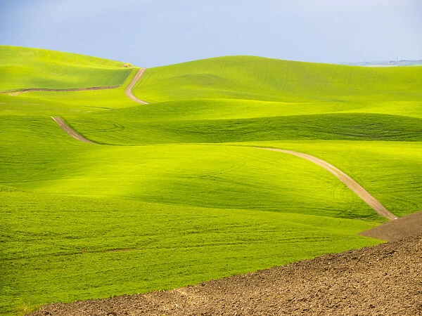 USA, Washington State, Palouse Region. Backcountry road leading through a field of wheat