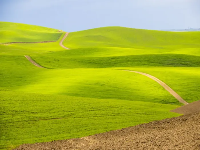 Framed Print : USA, Washington State, Palouse Region. Backcountry road leading through a field of wheat