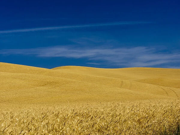 USA, Washington State, Palouse Region. Fields during harvest