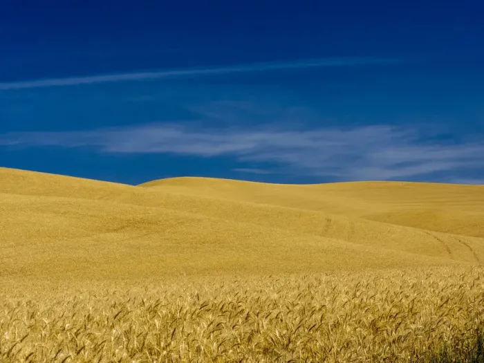 Framed Print : USA, Washington State, Palouse Region. Fields during harvest Framed Print : USA, Washington State, Palouse Region. Fields during harvest