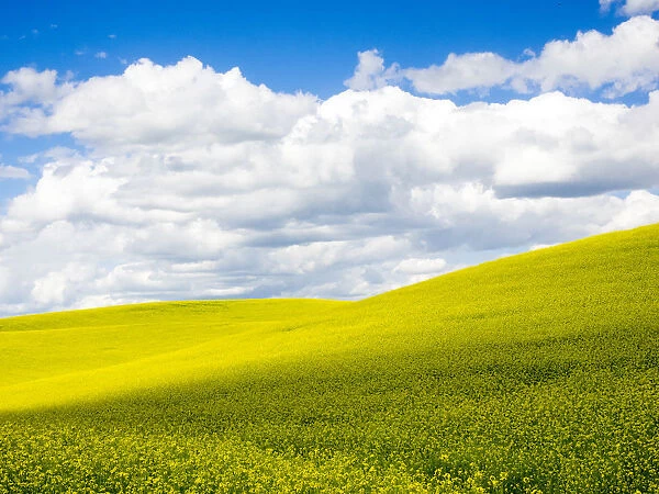 USA, Washington State, Palouse Region. Spring Canola field with clouds