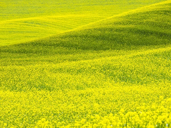 USA, Washington State, Palouse Region. Patterns in Spring Canola field