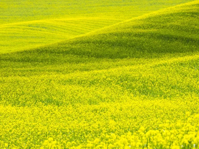 Framed Print : USA, Washington State, Palouse Region. Patterns in Spring Canola field Framed Print : USA, Washington State, Palouse Region. Patterns in Spring Canola field