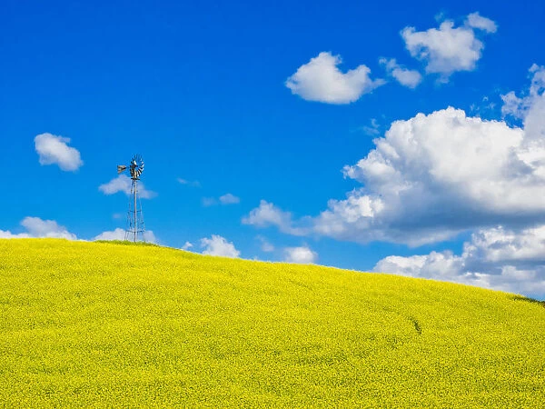 USA, Washington State, Palouse Region. Canola fields with weathervane