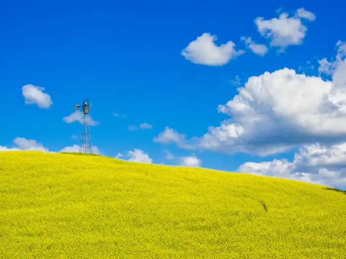 Framed Print : USA, Washington State, Palouse Region. Canola fields with weathervane Framed Print : USA, Washington State, Palouse Region. Canola fields with weathervane