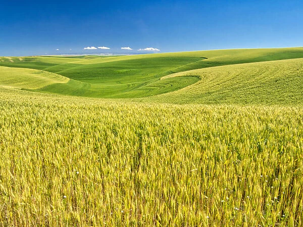 USA, Washington State, Palouse Region, Patterns in the fields of wheat