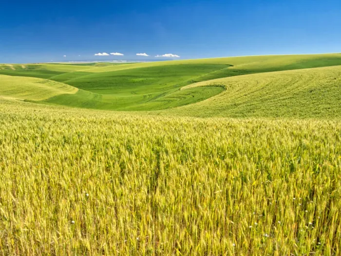 Framed Print : USA, Washington State, Palouse Region, Patterns in the fields of wheat Framed Print : USA, Washington State, Palouse Region, Patterns in the fields of wheat