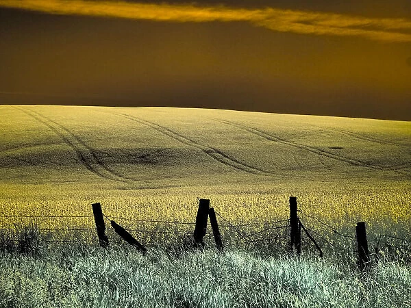 USA, Washington State, Palouse region, Fence and field of wheat