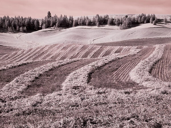 USA, Washington State, Palouse region, Harvest cut lines in Field