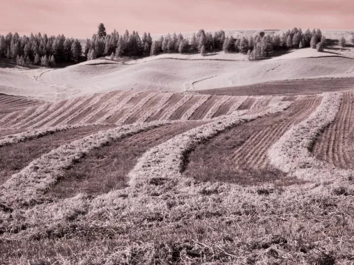 Framed Print : USA, Washington State, Palouse region, Harvest cut lines in Field