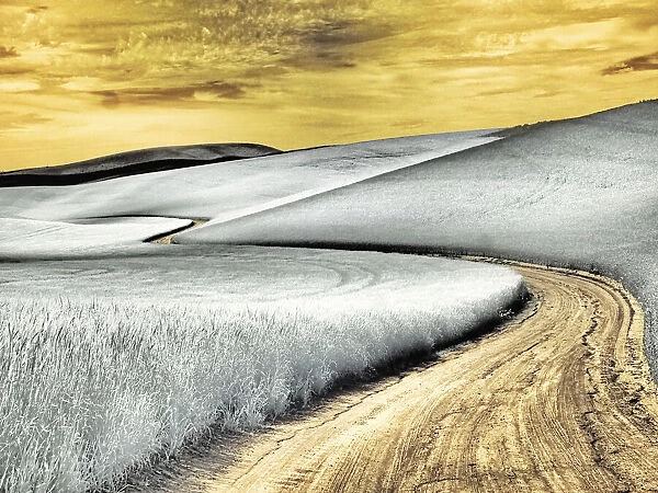 USA, Washington State, Palouse region, winding backcountry road through wheat fields