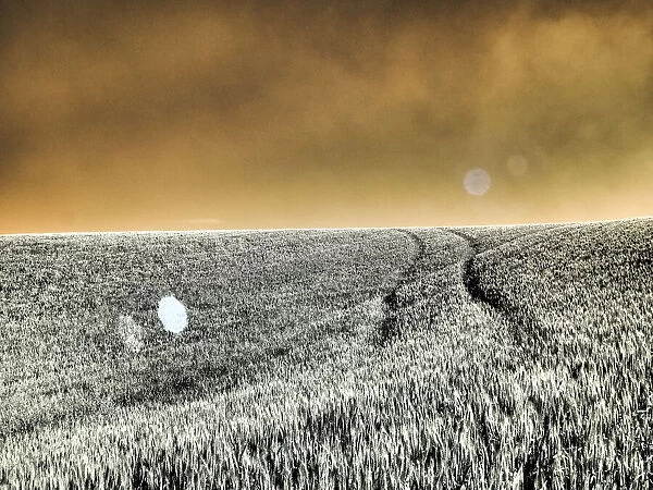 USA, Washington State, Palouse region, Rolling Hills of wheat