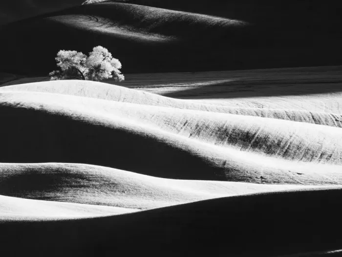 Framed Print : USA, Washington State, Palouse region, Lone tree in Field Framed Print : USA, Washington State, Palouse region, Lone tree in Field