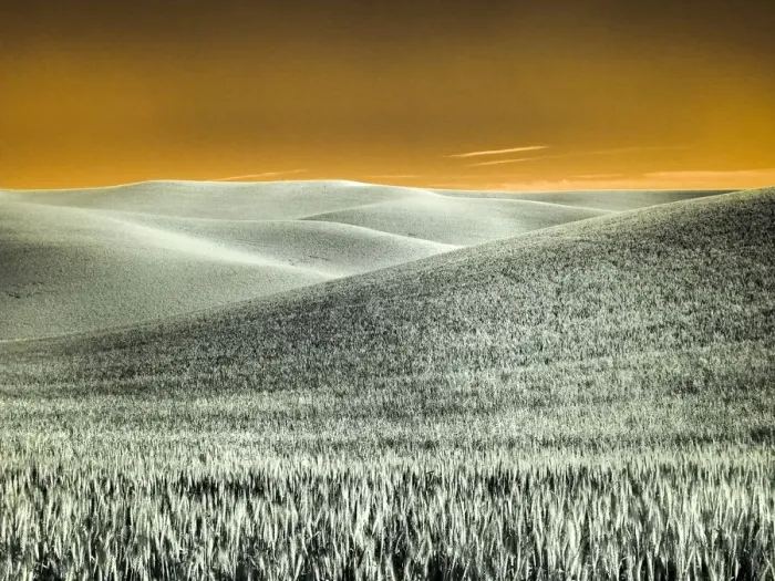 Framed Print : USA, Washington State, Palouse region, Rolling Hills of wheat Framed Print : USA, Washington State, Palouse region, Rolling Hills of wheat