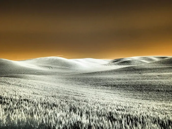 Framed Print : USA, Washington State, Palouse region, Rolling Hills of wheat Framed Print : USA, Washington State, Palouse region, Rolling Hills of wheat