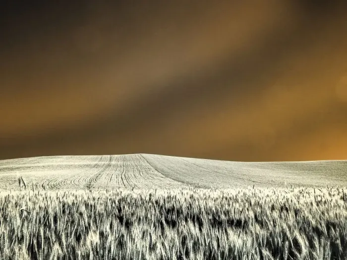 Framed Print : USA, Washington State, Palouse region, Rolling Hills of wheat Framed Print : USA, Washington State, Palouse region, Rolling Hills of wheat