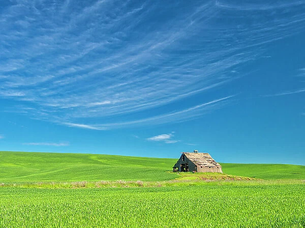 USA, Washington State, Palouse Region. Old barn in spring wheat field (PR)
