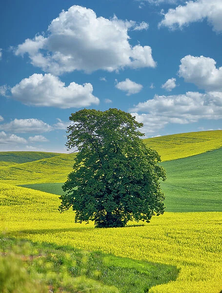 USA, Washington State, Palouse Region. Lone tree in canola field with field road running through