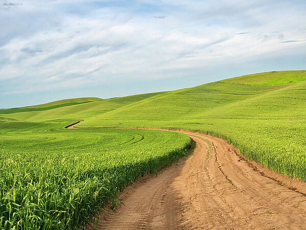 USA, Washington State, Palouse Region. Road through field of wheat