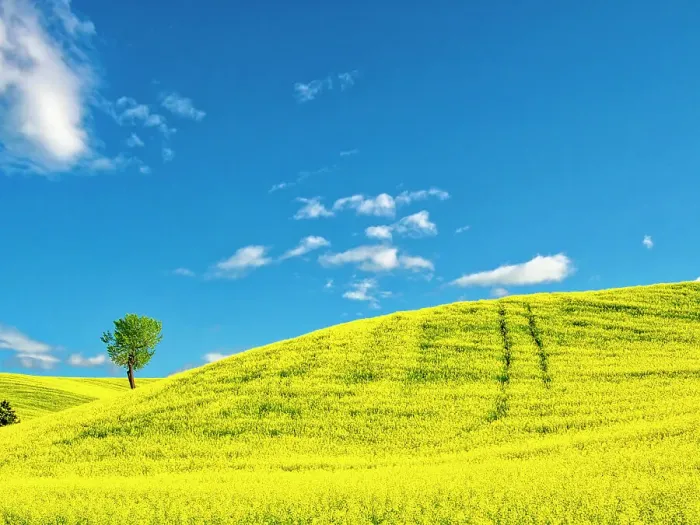 Framed Print : USA, Washington State, Palouse Region. Lone tree in canola crop Framed Print : USA, Washington State, Palouse Region. Lone tree in canola crop