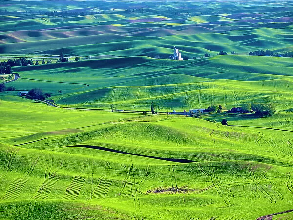USA, Washington State, Palouse Region. Rolling green hills of wheat