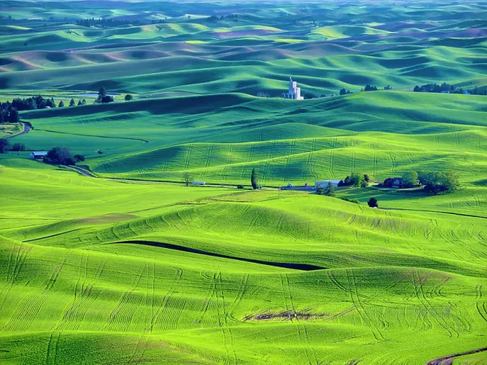 Framed Print : USA, Washington State, Palouse Region. Rolling green hills of wheat Framed Print : USA, Washington State, Palouse Region. Rolling green hills of wheat
