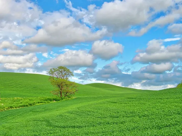Framed Print : USA, Washington State, Palouse Region. Lone tree in wheat field and large clouds