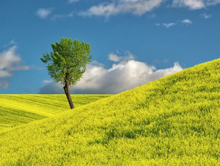 Framed Print : USA, Washington State, Palouse Region. Lone tree in canola crop Framed Print : USA, Washington State, Palouse Region. Lone tree in canola crop
