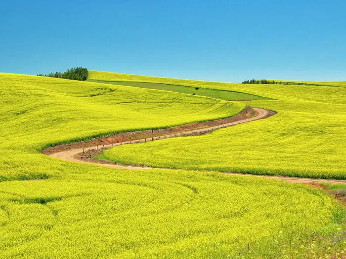 Framed Print : USA, Washington State, Palouse Region. Spring canola field with contours and lines Framed Print : USA, Washington State, Palouse Region. Spring canola field with contours and lines