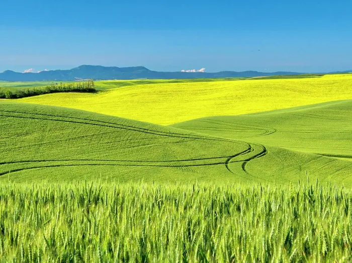 Framed Print : USA, Washington State, Palouse Region. Rolling hills of canola and wheat
